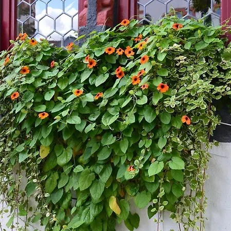 Burgmannenhaus 3* Steinau an der Straße