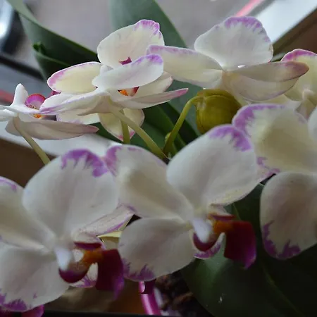 Burgmannenhaus Steinau an der Straße