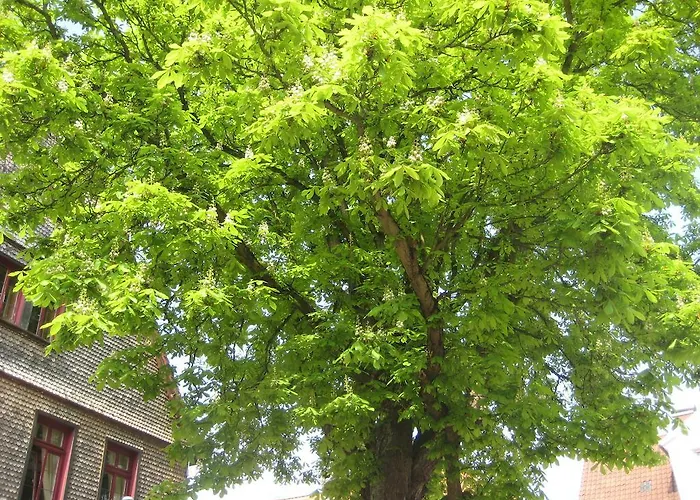 Burgmannenhaus 3* Steinau an der Straße