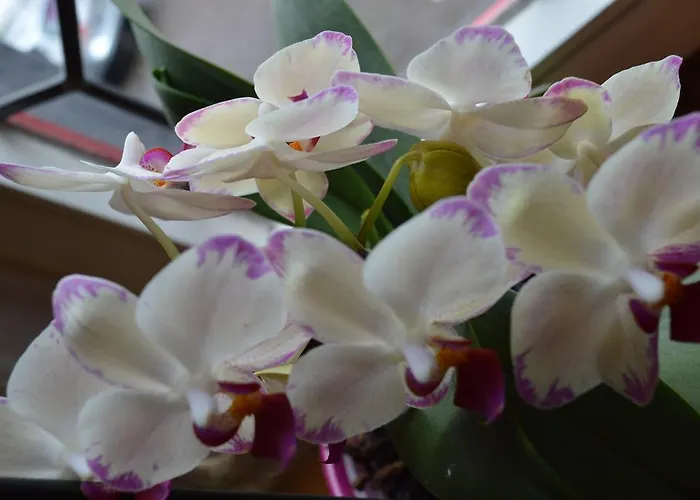 Burgmannenhaus Steinau an der Straße